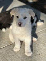 Central Asian Shepherd Puppies Photos