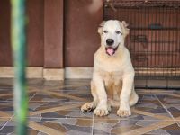 Central Asian Shepherd Puppies for sale in Accra, Greater Accra. price: 15,000 GHS