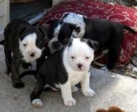 Cesky Terrier Puppies for sale in Los Angeles, CA, USA. price: $500