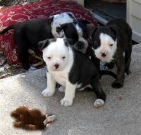 Cesky Terrier Puppies for sale in Indianapolis, IN, USA. price: NA