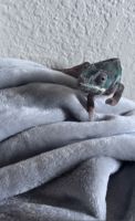 Chameleon Reptiles Photos