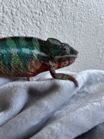 Chameleon Reptiles for sale in San Jose, California. price: $180