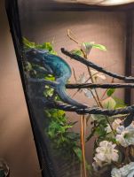 Chameleon Reptiles for sale in Lexington, Kentucky. price: $700