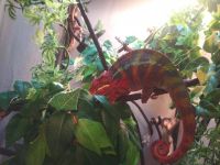 Chameleon Reptiles for sale in Bay City, MI, USA. price: $250