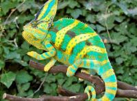Chameleon Reptiles for sale in Central Florida, FL, USA. price: $40
