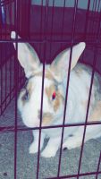 Champagne d'Argente rabbit Rabbits for sale in Nashville, Tennessee. price: $400