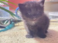 Chantilly/Tiffany Cats for sale in Columbus, Ohio. price: $50