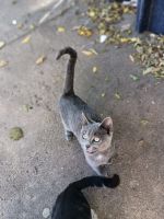 Chartreux Cats for sale in Oklahoma City, OK, USA. price: $350