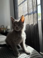Chartreux Cats Photos