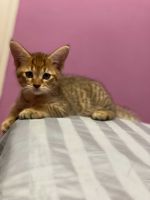 Chausie Cats for sale in 2911 86th St, Brooklyn, NY 11223, USA. price: $3,000