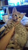 Chausie Cats for sale in Canton, NC 28716, USA. price: $1,000