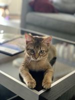 Chausie Cats for sale in Boca Raton, FL, USA. price: $2,500