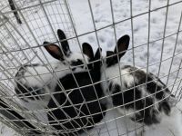 Checkered Giant Rabbits for sale in Warsaw, NY 14569, USA. price: NA
