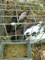 Checkered Giant Rabbits Photos