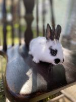 Checkered Giant Rabbits for sale in Hawley, PA 18428, USA. price: $45