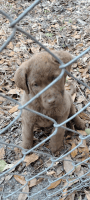 Chesapeake Bay Retriever Puppies for sale in Pembroke, GA 31321, USA. price: NA