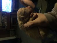 Chesapeake Bay Retriever Puppies for sale in Helena, MT, USA. price: $1,000