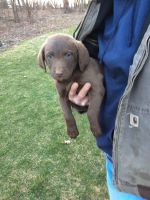 Chesapeake Bay Retriever Puppies for sale in Canton, OH, USA. price: $799