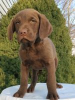 Chesapeake Bay Retriever Puppies for sale in Canton, OH, USA. price: $599