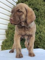 Chesapeake Bay Retriever Puppies for sale in Canton, OH, USA. price: $575