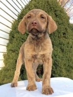 Chesapeake Bay Retriever Puppies for sale in Canton, OH, USA. price: $575