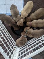 Chesapeake Bay Retriever Puppies for sale in Littleton, CO 80126, USA. price: $600