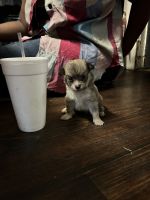 Chiapom Puppies for sale in Birmingham, AL, USA. price: $300