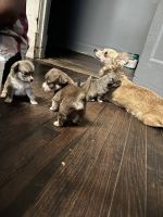 Cute and lovable chihuahua/Pom puppies