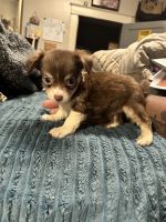 Cute and lovable chihuahua/Pom puppies