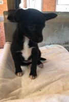 Chiapom Puppies for sale in Asheboro, NC, USA. price: $350