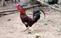 Chicken Birds for sale in Balaramapuram, Kerala, India. price: 750 INR
