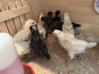 Chicken Birds for sale in Downey, CA 90242, USA. price: $12