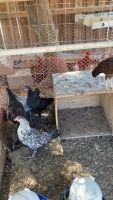 Chickens for sale