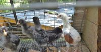 Chicken Birds for sale in Floral City, FL 34436, USA. price: NA
