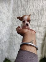 Chihuahua Puppies for sale in New Delhi, Delhi, India. price: 30,000 INR