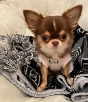 Chihuahua Puppies for sale in Toronto, ON, Canada. price: $1,400