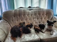 Chihuahua Puppies for sale in Kingston, ON, Canada. price: NA