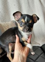 Chihuahua Puppies for sale in Hanover, ON, Canada. price: NA