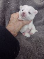 Chihuahua Puppies for sale in Central Point, OR, USA. price: $450