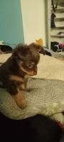 Chihuahua Puppies for sale in Anderson, CA 96007, USA. price: $800