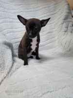 Chihuahua Puppies for sale in Pittsburgh, PA, USA. price: $700