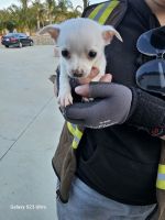 Chihuahua Puppies for sale in Perris, California. price: $20,000