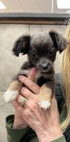 Chihuahua Puppies for sale in Carrollton, Texas. price: $3,000