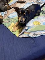 Chihuahua Puppies for sale in Portland, Oregon. price: NA