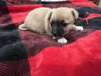 Chihuahua Puppies for sale in Show Low, AZ 85901, USA. price: $750
