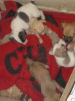 Chihuahua Puppies for sale in Fresno, California. price: $100