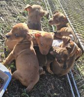 Chihuahua Puppies for sale in Ocala, Florida. price: $75