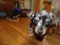 Chihuahua Puppies for sale in Eaton, OH 45320, USA. price: $200