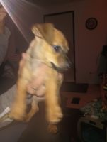 Chihuahua Puppies for sale in Brooksville, Florida. price: $500