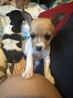 Chihuahua Puppies for sale in Waianae, Hawaii. price: $300